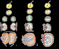een schematische weergave van het splitsen van één bevruchte eicel in twee embryo's